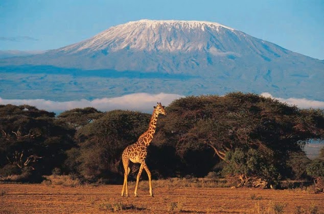 Kilimanjaro+national+park+giraffe