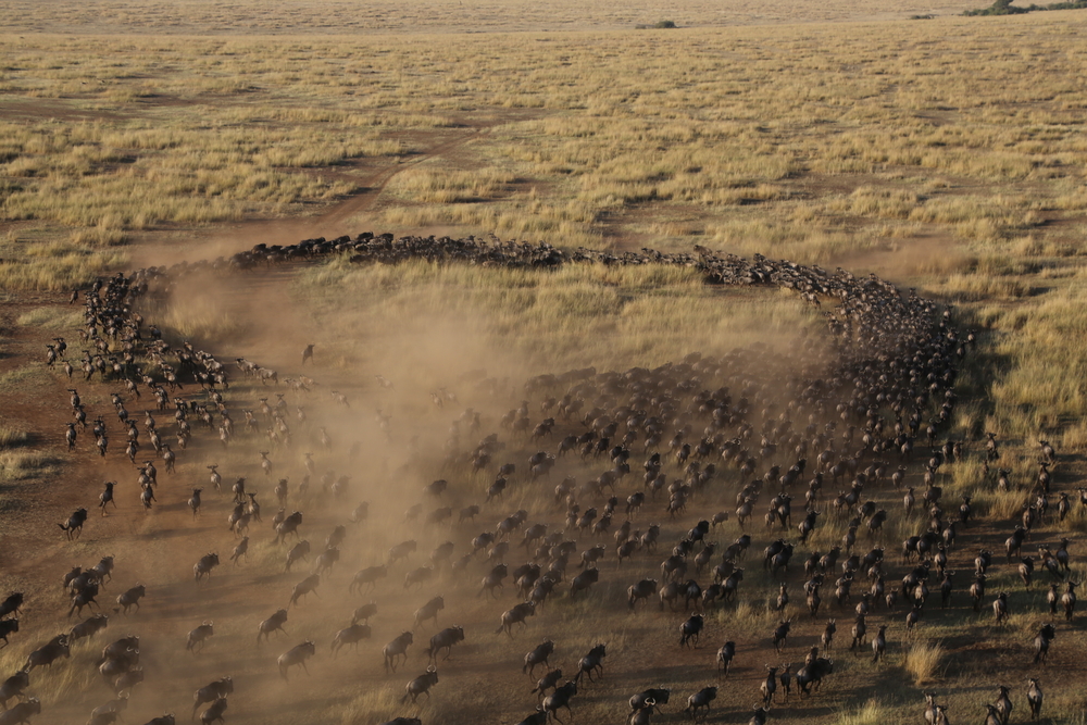 Great-WildeBeest-Migration-Seronera