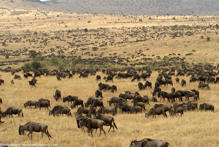 wildebeest-migration+updates